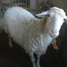 Satlyk merenos goyun