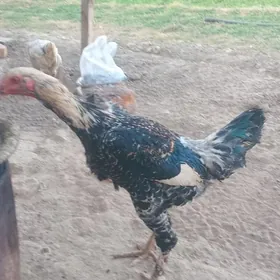 Baýsy towugyň jujesi