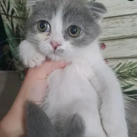 Шотландские котята