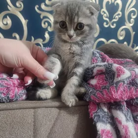Шотландские котята