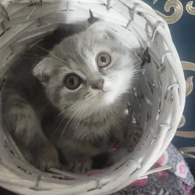 Шотландские котята