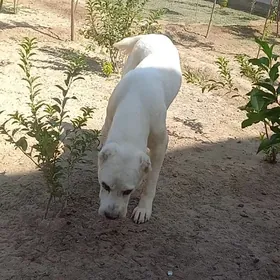 туркмен алабай