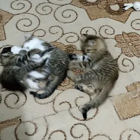 Uc sany pisik balalary Mugt