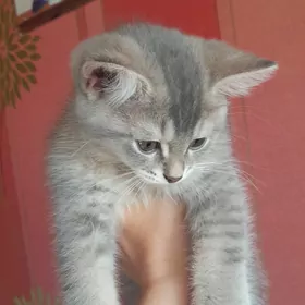 Шотландский шиншилла