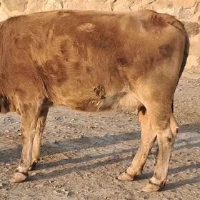 bir sygyr bir okuzce