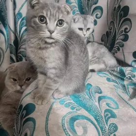 Шотландские котята