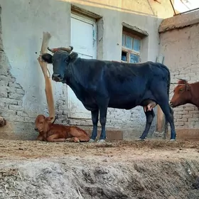 13.14.LIT SÜÝDLI GOLELI SYGYR