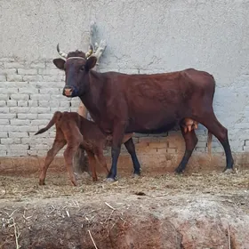 ÖRÄN.ULY GÖLELI SYGYR