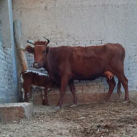 SÜÝIDI GOÝJA GÖLELI SYGYR