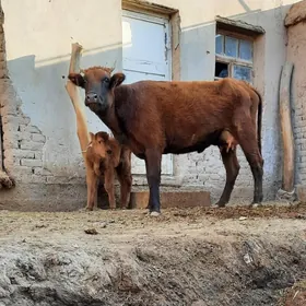 ÝAŞAJYK GÖLELI SYGYR PARODAMAL