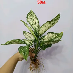 АГЛАОНЕМА ДАЙМОНД