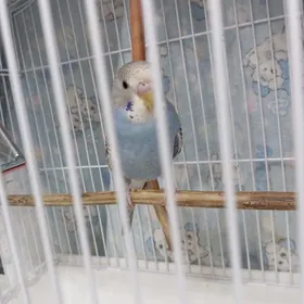 Popugay попугайчик волнистые