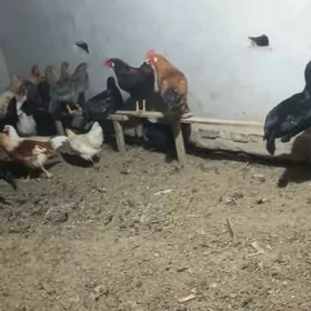 догуп дуран товук