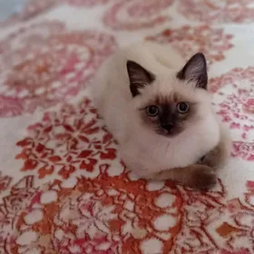 Сиамиски парода