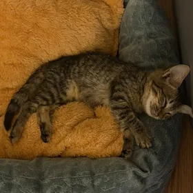 Котенок Pişijek