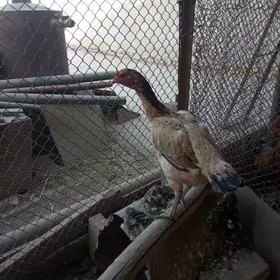 Taşkent horazyñ jüjeleri