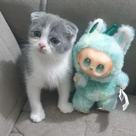 Шотландские котята