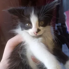 отдам в добрые руки