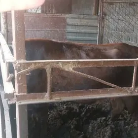 ELIN BAKYLAN ULY MALLAR