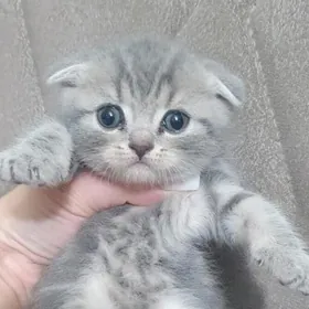 Шотландские котята