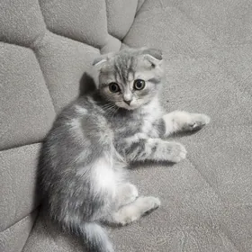 Вислоухие девочки