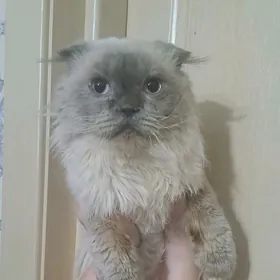 шотландские КОТ