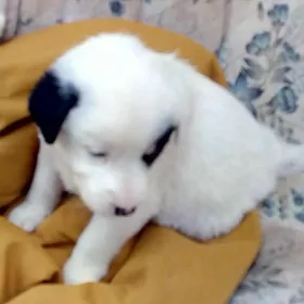 Кутята -звоночки