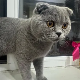 pisik sotlanski vislouhi