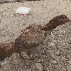 Ташкент товук