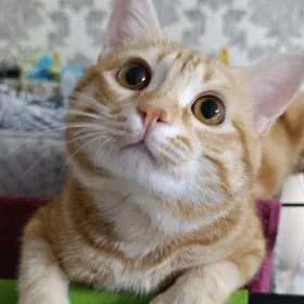 ПРОПАЛ КОТ ВОЗНАГРАЖДЕНИЕ ЕСТЬ