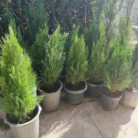 Tuya Kompakt Ёлка Yolka