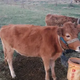 туве окузче