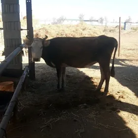 гысыр сыгыр