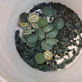 черепашки,попугаи