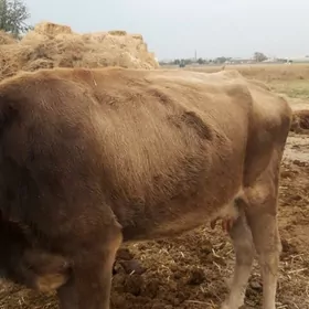 голели сыгыр