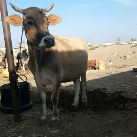 голели сыгыр