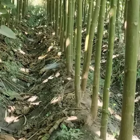 Pawloniya павлония