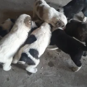 Щенки алабая