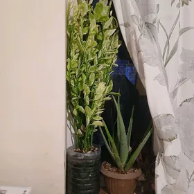 Güller ösümlikler