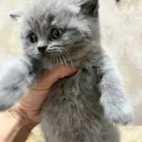 шотландцы страйт