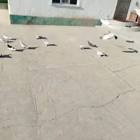 Kepder gushlar satlykdyr