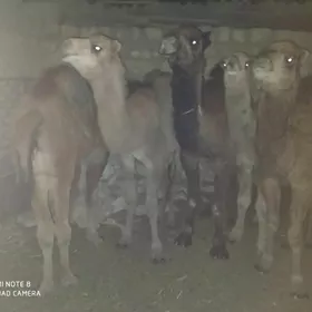 торум огшук