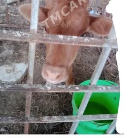 Gole ýitdiGole ýitdi