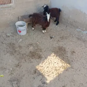 cevis yeri bugdayyly