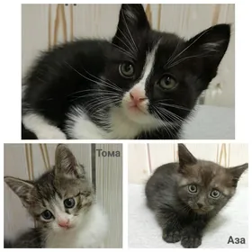 Кошка котята