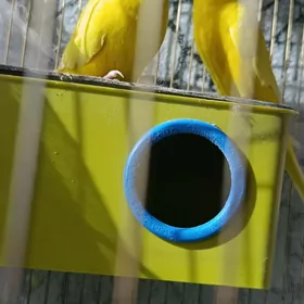 папугай/papugay