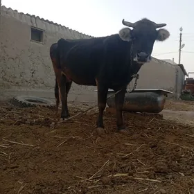 sigir bakılıp baslanan