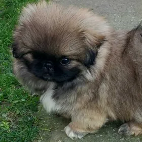 щенки пикинеса