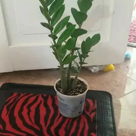 долоровое дерево