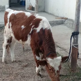 Simental gibrit okuz